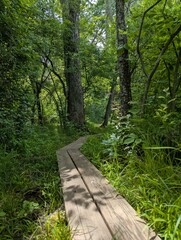 Fototapeta premium wooden boardwalk in woods, Southington, Connecticut, Crescent Lake