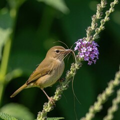 Obraz premium Small brown bird carries dry grass in beak to build nest. Wild avian creature collects nesting material on green plant with purple flowers. Wildlife photography shows natural habitat, bird behavior