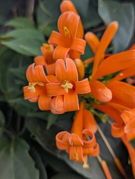 orange trumpet flower, flame vine, Kenya, Africa