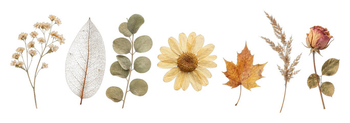 Fototapeta premium Assorted dried flowers and leaves PNG set on transparent background