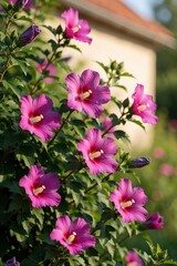 Obraz premium Pink hibiscus flowers bloom in green garden bush. Bright magenta blossoms grow on leafy shrub under sunlight. Beautiful floral plant displays large petals, yellow stamens in summer backyard