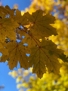 Golden Autumn Leaf Against Blue Sky