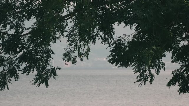 Delicate Leaves Swaying on Large Branches Against a Light Blue Water Surface

