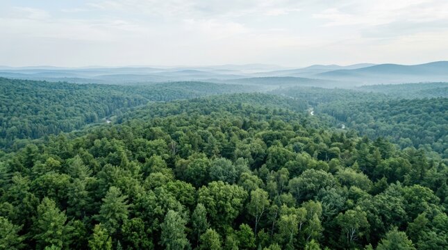 Vast green forest canopy stretching to a hazy horizon beneath a pale sky, aerial landscape photography, layers of emerald and muted blue-green, soft atmospheric perspective, sustainable nature concept