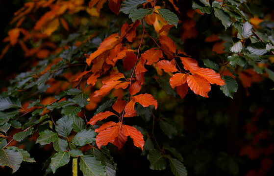 Stunning autumn foliage with vibrant orange and green beech leaves on branches in the seasonal forest