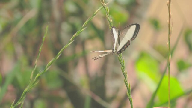 A bandaged satyr butterfly perched on a spike of grass using its proboscis, in a garden in the Eastern Cordillera of the Andes, in central Colombia, near the Iguaque Fauna and Flora Sanctuary.