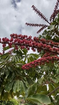 Schefflera Actinophylla also called as Umbrella tree or Amate in the park of Tenerife, Canary Islands, Spain,4K.