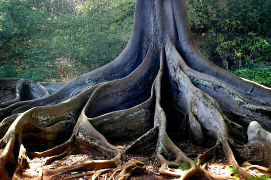 Banyan Tree Root System