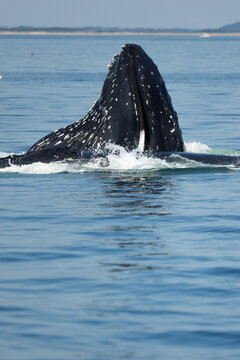 Humpback Whale (Megaptera novaeangliae) Lunge Feeding &mdash; Throat Pleats Expanded as Head Rises From Water