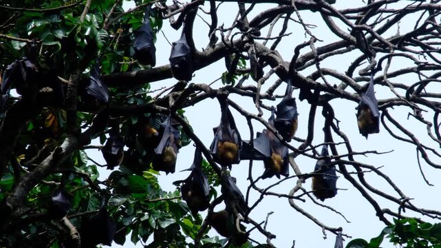 Closeup group of large Indian flying foxes bats Pteropus medius in tree in Sri Lanka