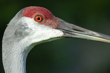 Obraz premium Sandhill Crane (Antigone canadensis) Head Portrait — Detailed Red Facial Skin and Orange Eye Against Deep Green Background
