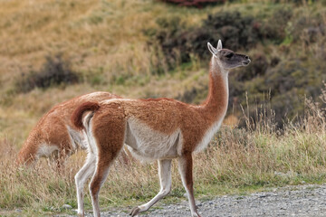 Wild guanaco (Lama guanicoe) standing alert in the arid grassland of the Andes mountains, showcasing its thick reddish-brown fleece. © Valentin