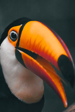 toucan on a tree