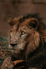 portrait of a lion © Malith