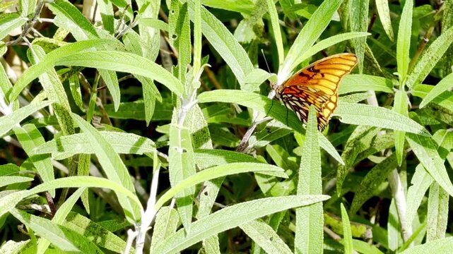 Mariposa