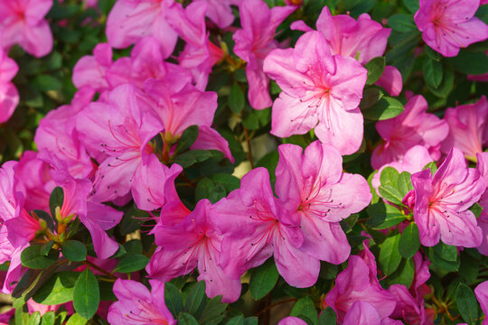 Close up of pink Azalea Ericaceae, Rhododendron indicum flowers bloom on branch in garden or greenhouse on green foliage background and soft bokeh. Evergreen plant outdoor orangery, botanical garden