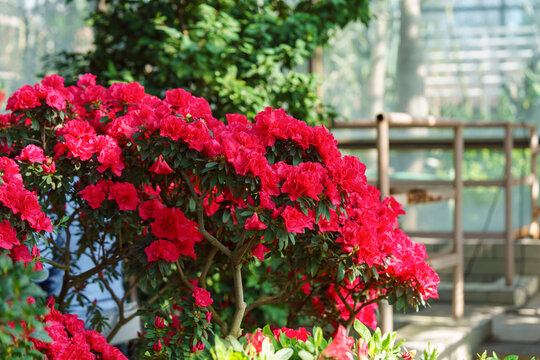 Vibrant red Rhododendron indicum azalea with rosette shaped flowers blooming with lush green foliage floral background. Evergreen plant outdoor, in orangery, botanical garden or greenhouse