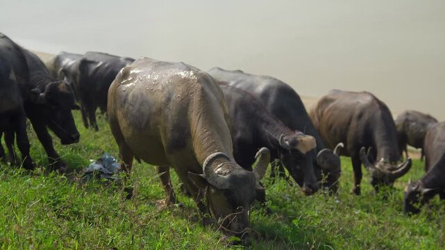 Herd of water buffalo grazing in a lush wet meadow
