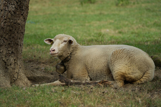 A sheep is resting in the shade of an old tree.