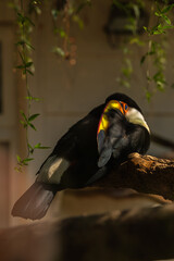Toco toucan perched on a branch © Luciana Paz