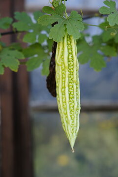 Fresh bitter gourd with concave and convex skin folds hanging between vines