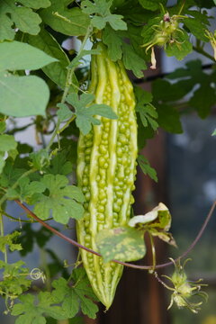 Fresh bitter gourd with concave and convex skin folds hanging between vines
