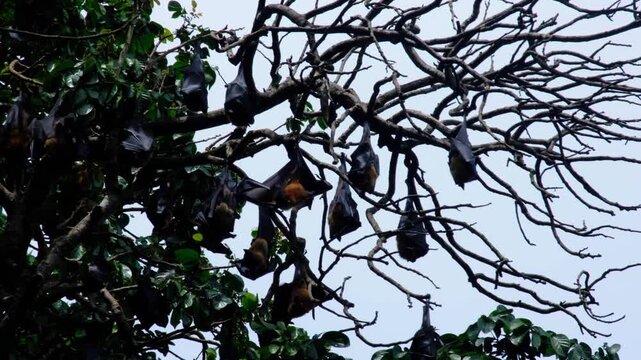Nocturnal Pteropus medius Indian flying foxes bats in tree during daylight in Sri Lanka