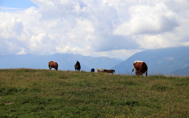 Cattle grazing on alpine meadow with mountains in the background © Anja