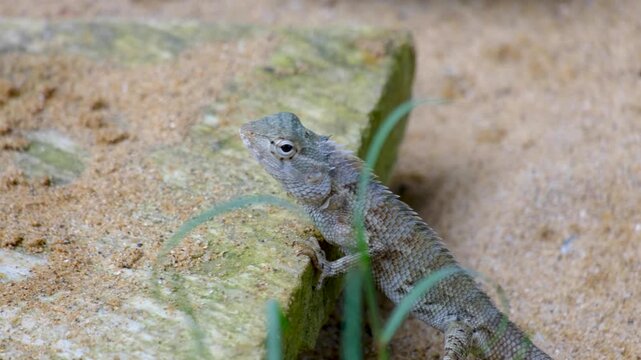 Closeup Oriental garden agamid lizard reptile calotes versicolor moving head and eyes in Sri Lanka