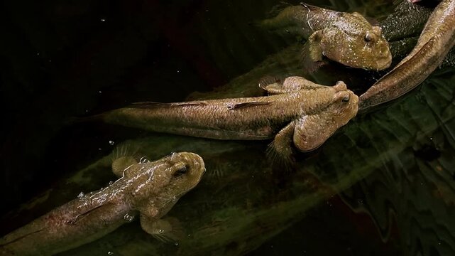 Group of Giant Mudskippers Resting on Log in Mangrove Pond