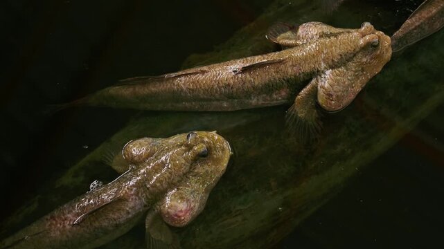 Top-down View of Giant Mudskippers Resting on Log in Mangrove Pond