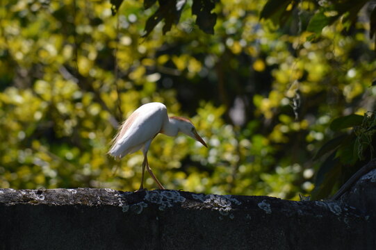 Cattle egret Bubulcus ibis in breeding plumage with buff feathers walking on a stone wall in Merida Venezuela