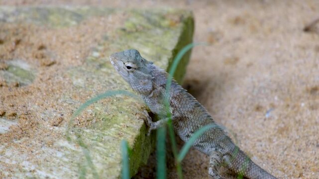 Closeup pan Oriental garden agamid lizard reptile calotes versicolor in Sri Lanka