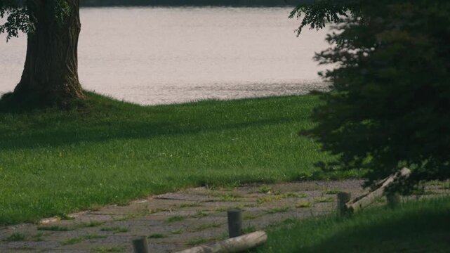 Lakeside Park Promenade with a Large Tree and Expansive Lawn
