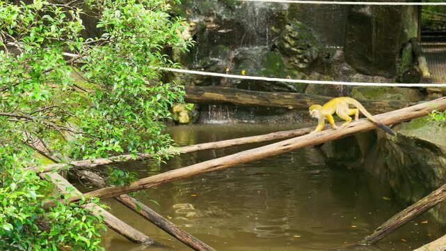 Slow Motion of Cute Common Squirrel Monkey Walking on Wooden Log