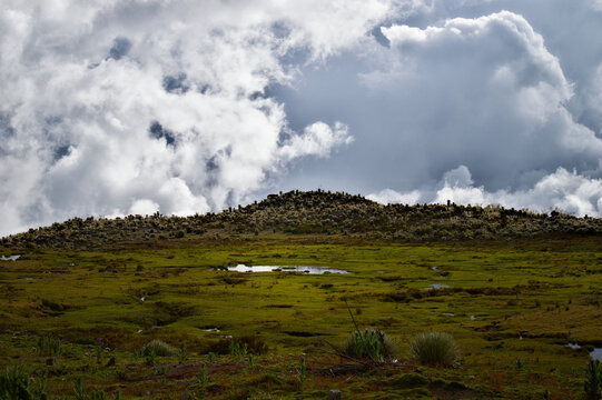 Andean paramo landscape with high altitude wetlands and cloudy sky at Barro Negro, Pico Pan de Azucar, Merida Venezuela