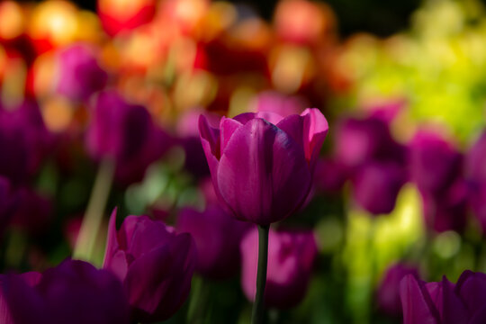 purple tulips in spring with beautiful colourful boke in bacground