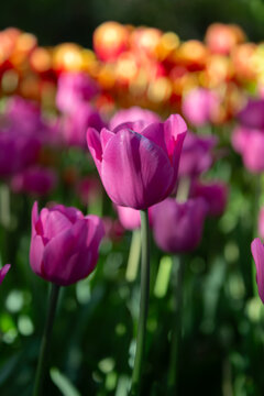 purple tulips in spring with beautiful colourful boke in bacground