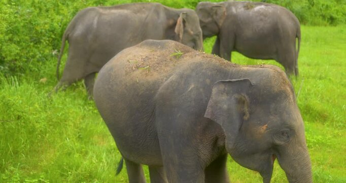Elephant (Elephas maximus maximus) herd in Minneriya National Park, Sri Lanka