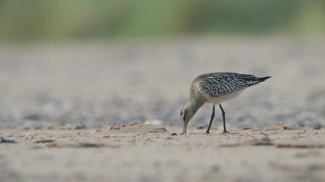 Black-tailed Godwit, Limosa limosa, bird on sand, Devon, England, United Kingdom