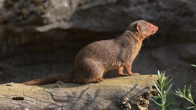 Dwarf mongoose (Helogale parvula), adult, alert, Waiting, South Africa