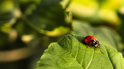 Fototapeta premium Macro Photo of a Ladybug Resting on a Green Leaf
