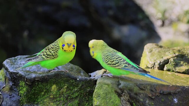 Budgerigar (Melopsittacus undulatus), adult, two, ground, social behaviour, Australia