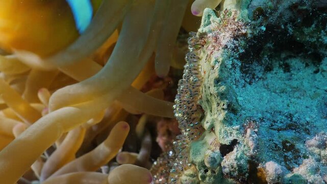 Red sea anemonefish (Amphiprion bicinctus) fanning freshwater egg clutches, Mangrove Bay house reef, El Quesier, Egypt