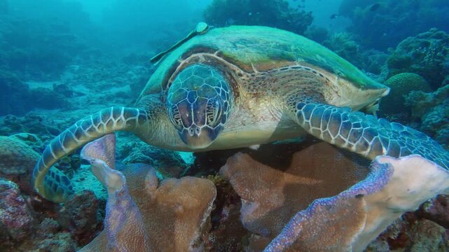 Green turtle (Chelonia mydas) rubbing shell on coral, close-up, Bohol, Philippines