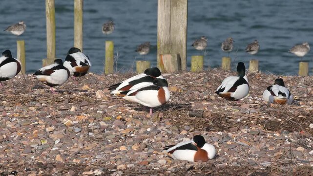 Common Shelduck, Tadorna tadorna, bird on winter marshes, Devon, England, United Kingdom