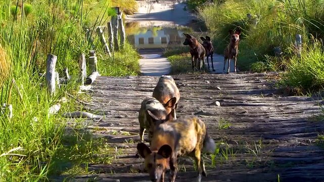 African wild dogs (Lycaon pictus) pack on old wooden bridge, Moremi National Park, Botswana