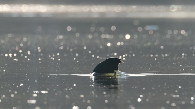Eurasian Coot, Fulica atra, bird on lake at spring time