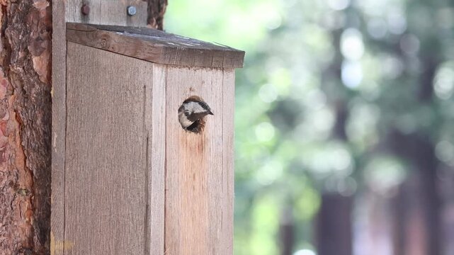 Mountain chickadee (Poecile gambeli) peers out of a rustic birdhouse, looks around, and flies off in slow motion in Lassen County, California