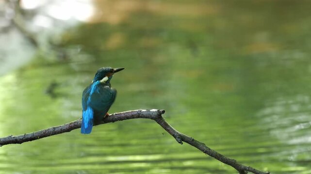 Common kingfisher (Alcedo atthis) Female bathes extensively after feeding the fledglings and cleans herself of the liquid droppings of the fledglings in the narrow breeding cavity, North Rhine-Westph